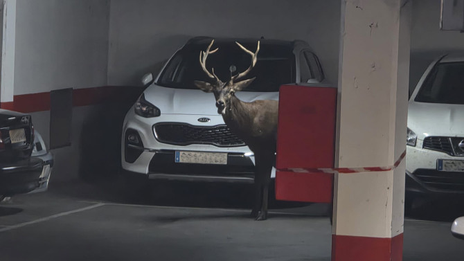 ICAL. Un ciervo llega hasta el centro de Zamora y se mete en un aparcamiento del Casco Antiguo