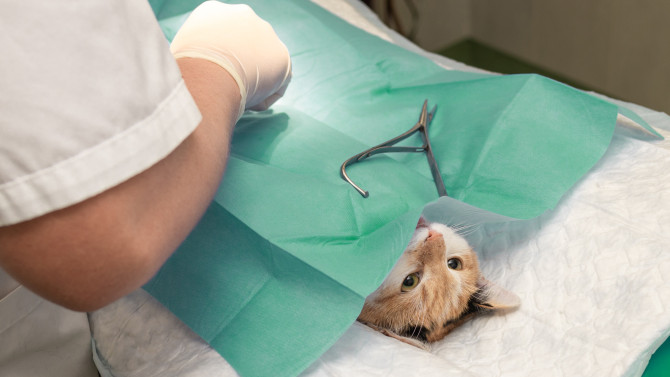 Imagen de archivo de una clínica veterinaria.