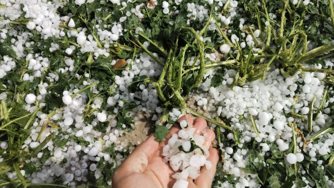 Pedrisco en Castroverde de Cerrato.