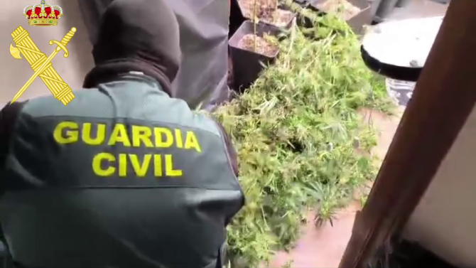 Plantas de marihuana halladas durante el registro