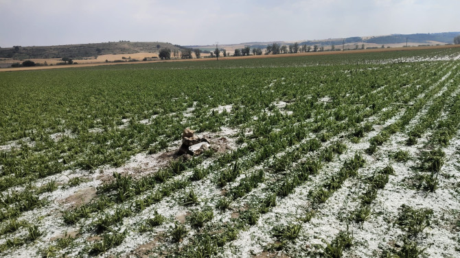 ASAJA Valladolid. Efectos del pedrisco en Castroverde de Cerrato, Valladolid.