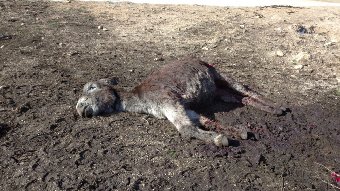 ICAL. Imagen de archivo de un ataque de lobo al ganado en Castilla y León.