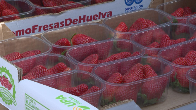 Reparto de fresas en Salamanca