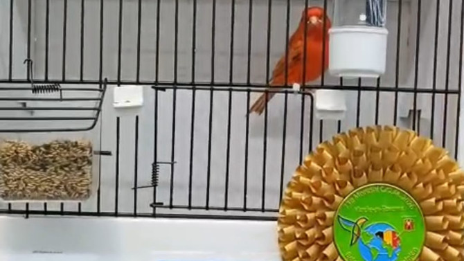  Los canarios campeones son de la modalidad ágata rojo topacio. 