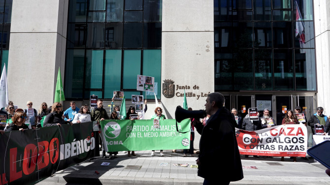 ICAL. PACMA convoca una movilización en Valladolid para pedir que se proteja al lobo.