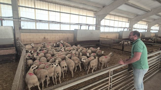 Esta raza, cuya población reproductora no alcanza los 10.000 ejemplares, se encuentra localizada en la zona centro y suroeste de la provincia.