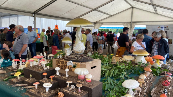 El Mycological Summer Tour de Montes de Soria recorrerá un total de diez localidades de la provincia. 