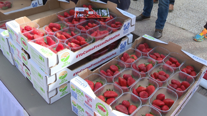 Reparto de fresas en Salamanca