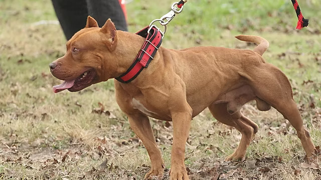Un perro de raza potencialmente peligrosa