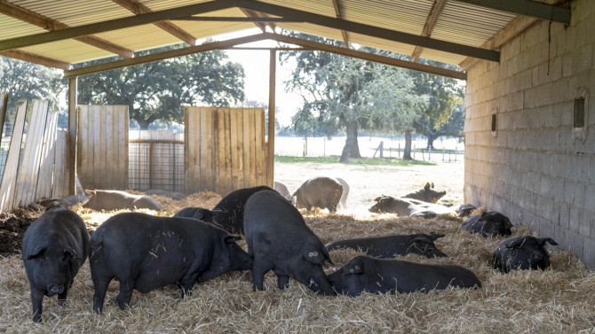 ICAL. Imagen de archivo de una explotación de ganado porcino.