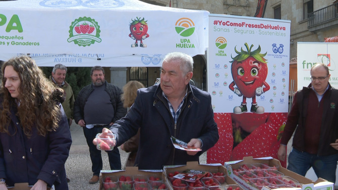 Reparto de fresas en Salamanca