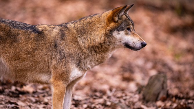 Freepik. Imagen de archivo de un ejemplar de lobo.