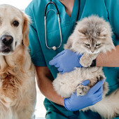 seguro-mascotas-mas-mascotas