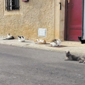 gatos