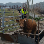 rescate-toro-canal-moncalvo-sanabria-zamora