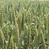 Campo de cereal en Valladolid