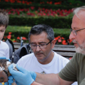 aguilas_calzadas_nacimiento_campo_grande