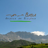 babia copia