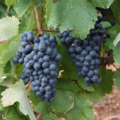 ruta-del-vino-5-600x400