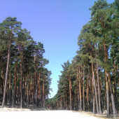 PINOS