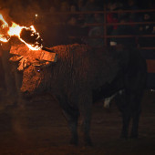 Toro Jubilo Medinaceli