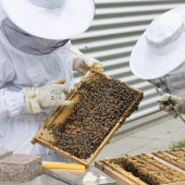 Abejas