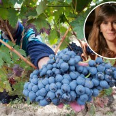 ribera de duero