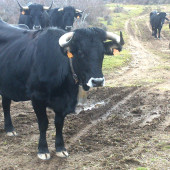 rebano-de-serrana-negra.-valtajeros--soria-.-juan-martinez--2014.