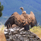 LAGUNILLA OBSERVATORIO DE AVES