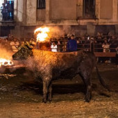 TORO JUBILO