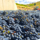 D.O BIERZO VENDIMIA 4