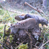 marzuelos (2)