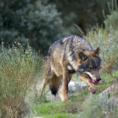210921loboiberico_tcm30-530896
